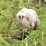 Derryadd and Garryhinch Winter Bird Surveys