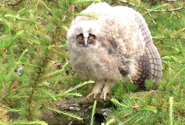 Derryadd and Garryhinch Winter Bird Surveys