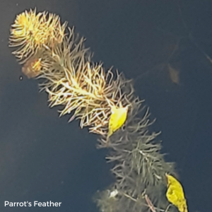 parrot's feather