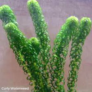 curly waterweed