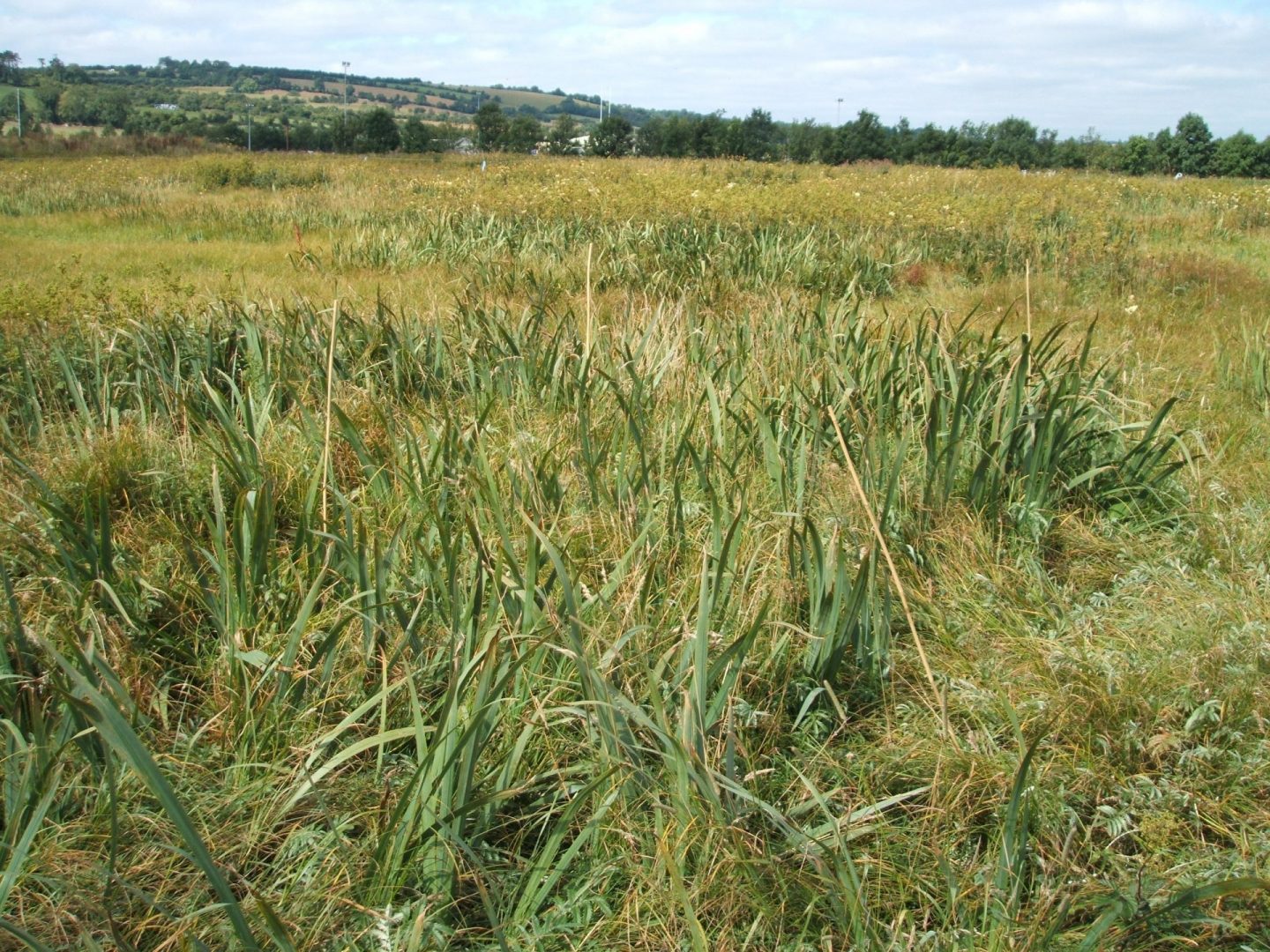 bog of the ring