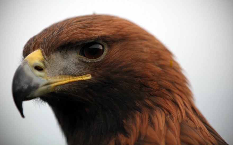 golden eagle