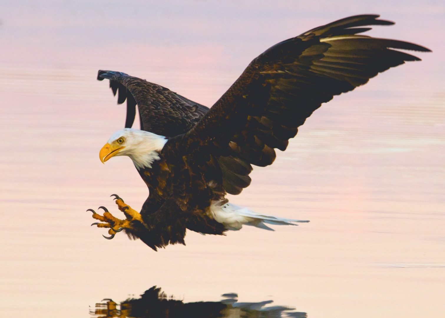 white tailed sea eagle