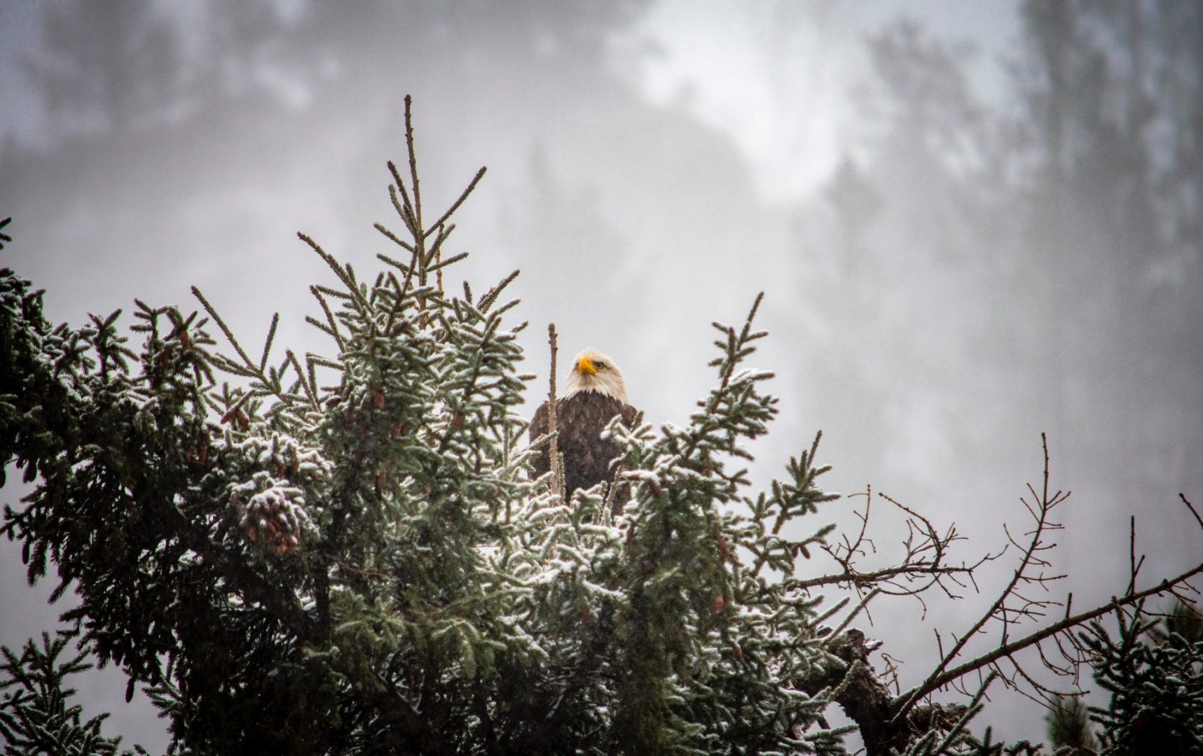 A Brief Overview of the Reintroduction of Raptor Species in Ireland • TOBIN