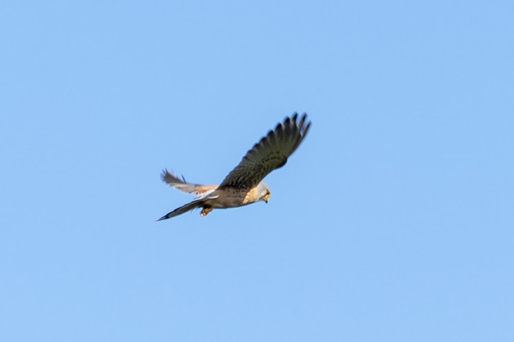 red kite