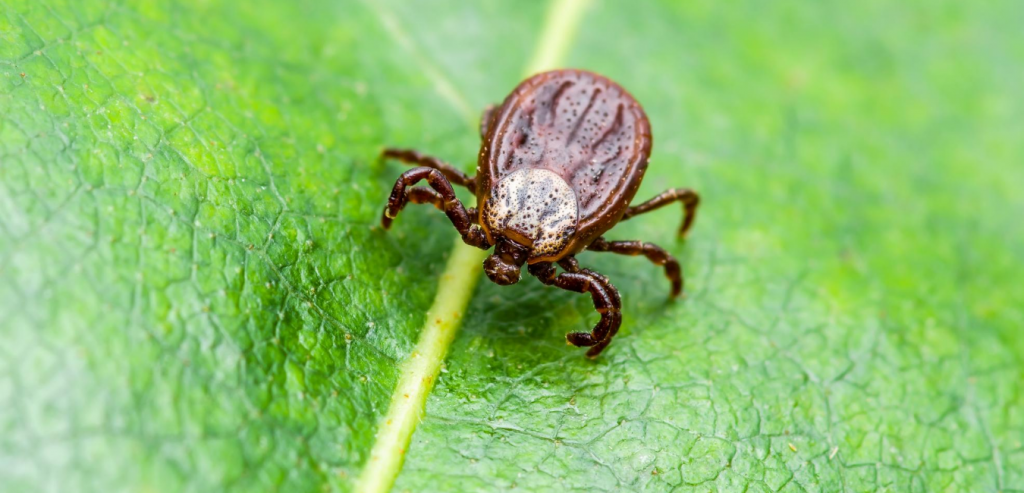 ticks 